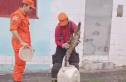 VÍDEO: Filhote de jacaré é resgatado por bombeiros em frente a residência no bairro Cidade Nova
