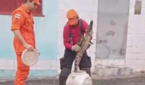 VÍDEO: Filhote de jacaré é resgatado por bombeiros em frente a residência no bairro Cidade Nova