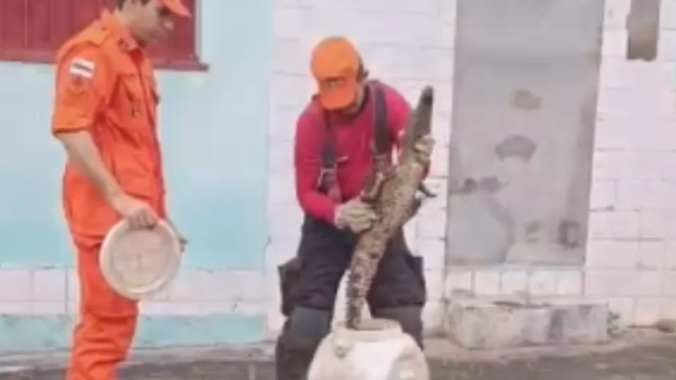 VÍDEO: Filhote de jacaré é resgatado por bombeiros em frente a residência no bairro Cidade Nova