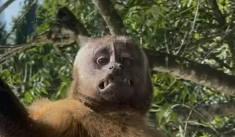 Macaco-prego resgatado ferido morre após suspeita de maus-tratos em Rondônia
