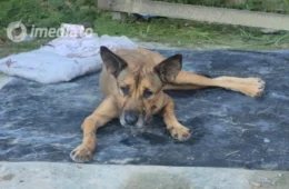 Moradora denuncia abandono de cadela debilitada e pede ajuda para resgate em Manaus