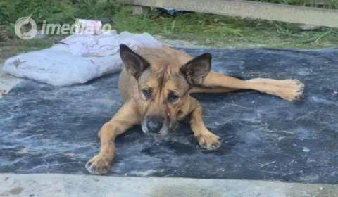 Moradora denuncia abandono de cadela debilitada e pede ajuda para resgate em Manaus