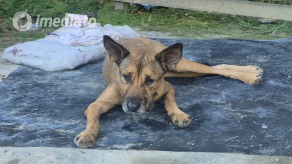 Moradora denuncia abandono de cadela debilitada e pede ajuda para resgate em Manaus