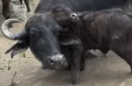 VÍDEO: Filhote de búfalo é resgatado após ficar preso no chifre da mãe em fazenda no Amazonas