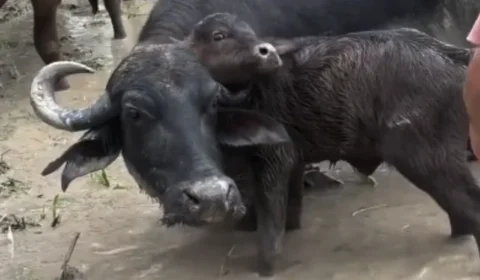 VÍDEO: Filhote de búfalo é resgatado após ficar preso no chifre da mãe em fazenda no Amazonas