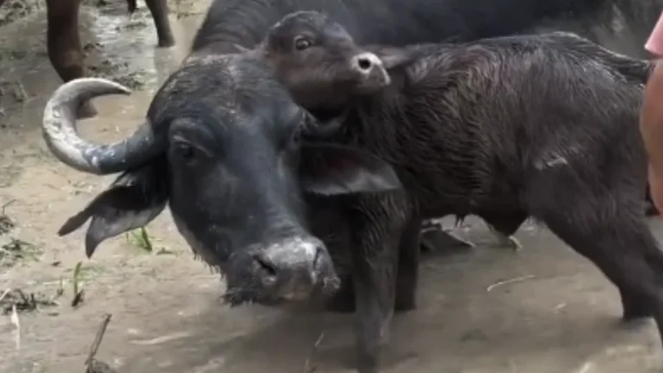 VÍDEO: Filhote de búfalo é resgatado após ficar preso no chifre da mãe em fazenda no Amazonas
