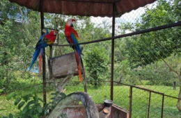 Araras, papagaio e jabutis são resgatados de cativeiros ilegais durante operação em Manaus