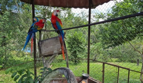 Araras, papagaio e jabutis são resgatados de cativeiros ilegais durante operação em Manaus