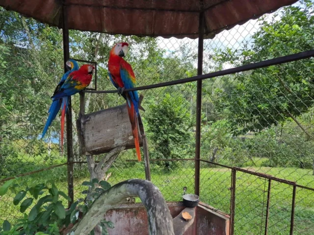 Araras, papagaio e jabutis são resgatados de cativeiros ilegais durante operação em Manaus