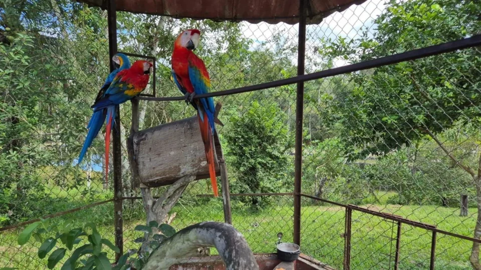 Araras, papagaio e jabutis são resgatados de cativeiros ilegais durante operação em Manaus
