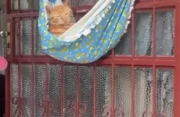 Vídeo: Gato é flagrado tirando cochilo em rede e não se abala com nada