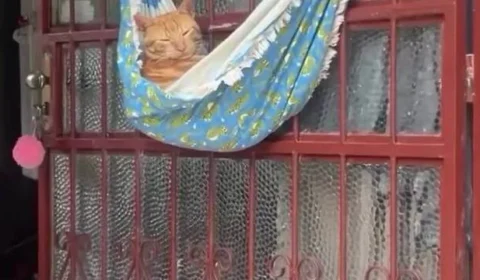 Vídeo: Gato é flagrado tirando cochilo em rede e não se abala com nada