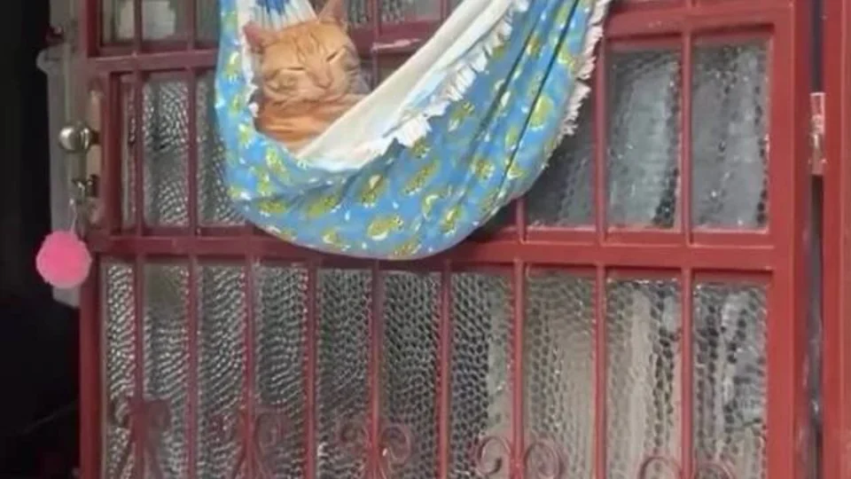 Vídeo: Gato é flagrado tirando cochilo em rede e não se abala com nada