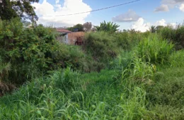Moradores da rua Haiti cobram solução para ponte caída e avanço de mato em bairro de Porto Velho