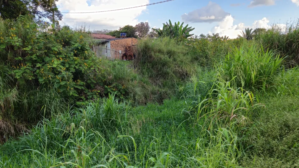 Moradores da rua Haiti cobram solução para ponte caída e avanço de mato em bairro de Porto Velho