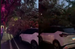 Árvore cai sobre dois carros na Avenida Getúlio Vargas e mobiliza bombeiros em Manaus