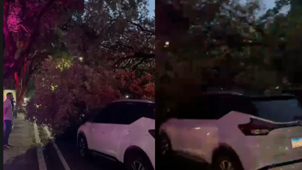 Árvore cai sobre dois carros na Avenida Getúlio Vargas e mobiliza bombeiros em Manaus