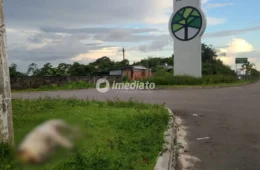 Moradores denunciam suposto envenenamento de cães e gatos no residencial Parque Mosaico, em Manaus