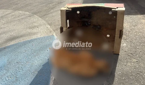 Gato é encontrado gravemente ferido após possível atropelamento no bairro Parque São Pedro e mobiliza pedido de resgate