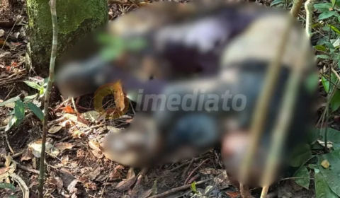 Corpo de homem é encontrado com sinais de violência em área de mata no Tarumã