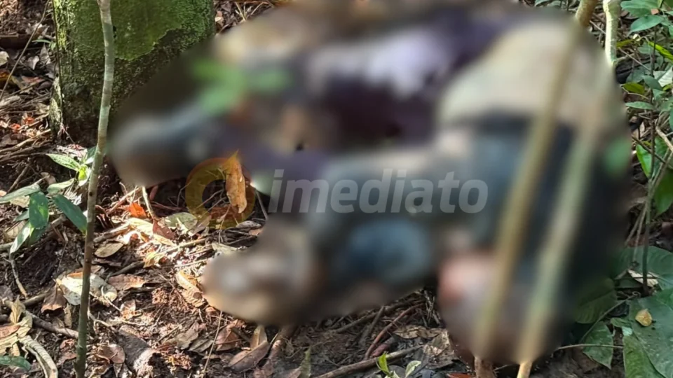 Corpo de homem é encontrado com sinais de violência em área de mata no Tarumã