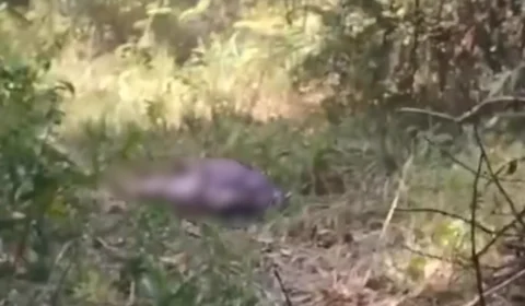 VEJA VÍDEO: descoberta macabra: corpo de homem é localizado em área de mata em Itacoatiara