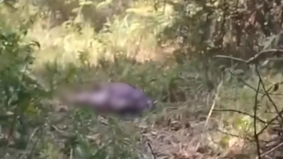 VEJA VÍDEO: descoberta macabra: corpo de homem é localizado em área de mata em Itacoatiara