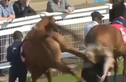 VÍDEO: Assistente de hipismo é atingida por coice de cavalo durante corrida no Hipódromo de Redcar