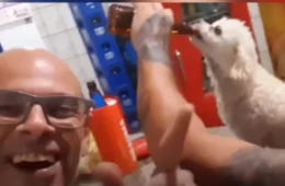 VEJA VÍDEO: Homem vira alvo de investigação após filmar cachorro consumindo cerveja em bar