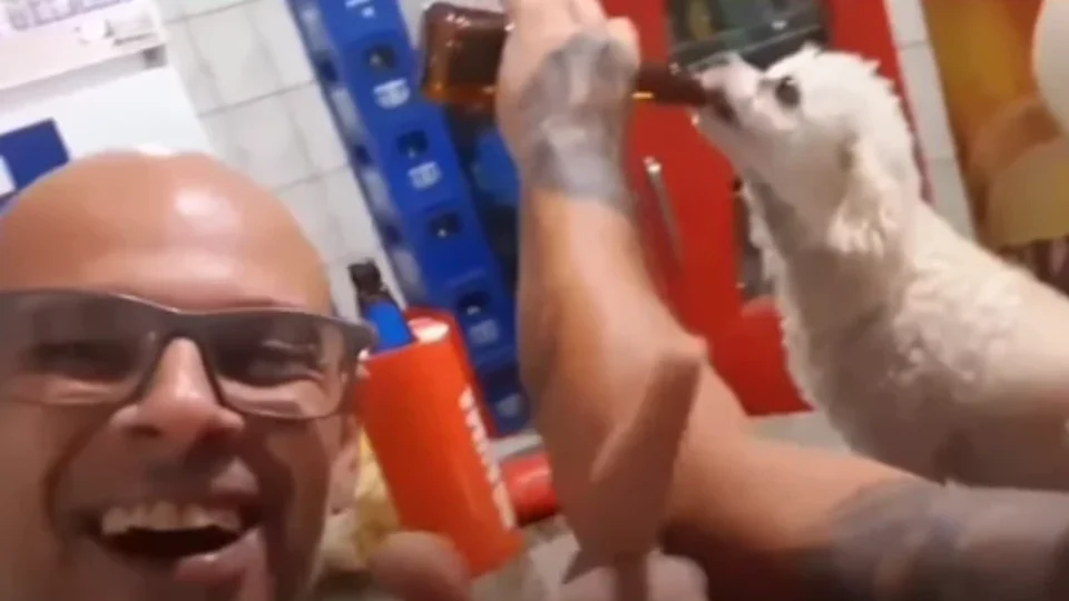 VEJA VÍDEO: Homem vira alvo de investigação após filmar cachorro consumindo cerveja em bar