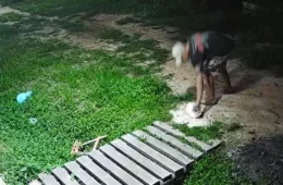 Homem é preso em flagrante por maus-tratos a gato em Muaná, no Marajó