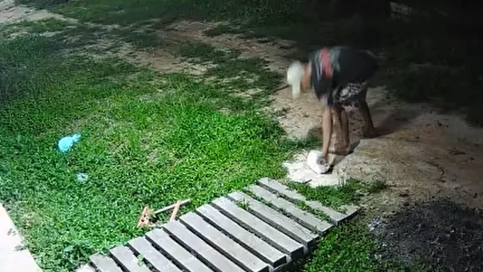 Homem é preso em flagrante por maus-tratos a gato em Muaná, no Marajó