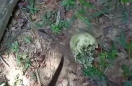 Polícia investiga ossada humana encontrada em área rural de Ipixuna do Pará