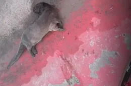 RISCO AO ANIMAIS | Lontra é encontrada morta na Avenida Liberdade em Belém