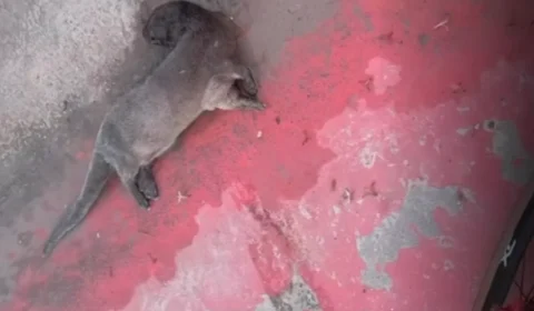 RISCO AO ANIMAIS | Lontra é encontrada morta na Avenida Liberdade em Belém