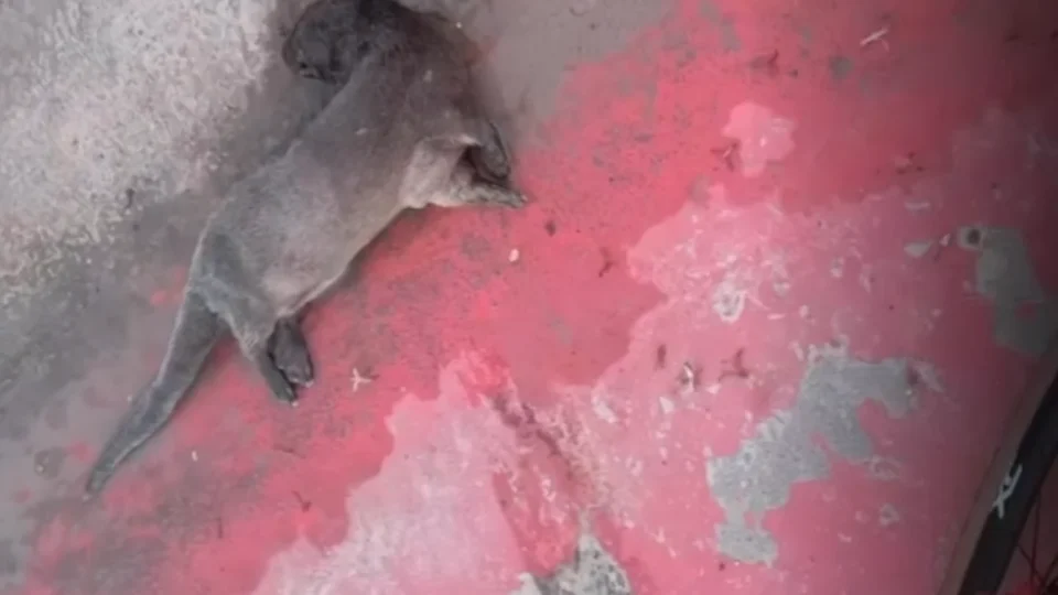 RISCO AO ANIMAIS | Lontra é encontrada morta na Avenida Liberdade em Belém