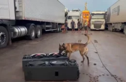 Cadela farejadora Ísis encontra drogas escondidas em caminhão durante operação fluvial no Pará