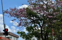 Florada dos ipês começa a colorir ruas de Porto Velho