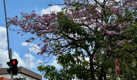 Florada dos ipês começa a colorir ruas de Porto Velho