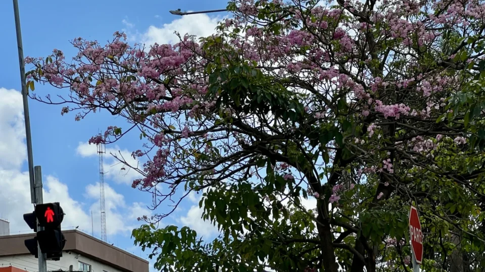 Florada dos ipês começa a colorir ruas de Porto Velho