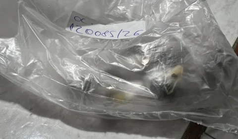 MAIS UMA: Mulher é presa ao tentar entrar com porções de maconha em presídio de Porto Velho