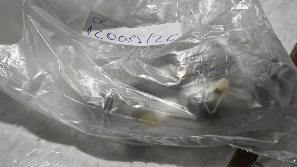 MAIS UMA: Mulher é presa ao tentar entrar com porções de maconha em presídio de Porto Velho