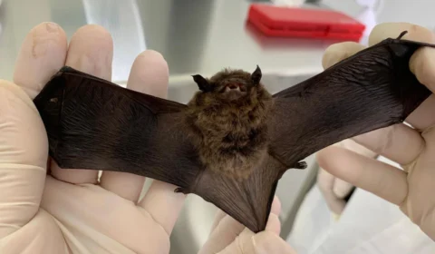 Agevisa alerta após morcegos com vírus da raiva serem encontrados em três cidades de Rondônia