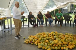 Chocolate, tecnologia e bioeconomia transformam realidade de comunidade ribeirinha no Pará