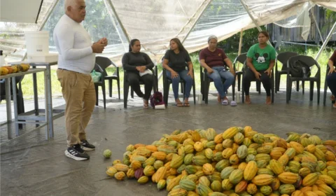 Chocolate, tecnologia e bioeconomia transformam realidade de comunidade ribeirinha no Pará