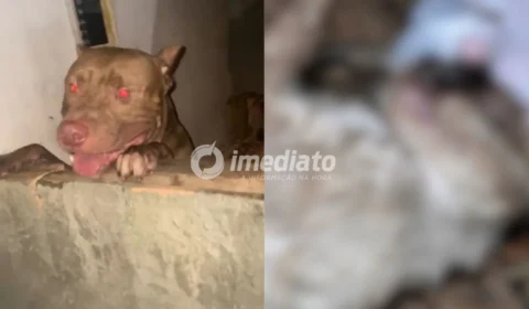 VEJA VÍDEO: Gata grávida morre após ser atacada por pitbull em vila no bairro Tancredo Neves; protetora de animais denuncia omissão de tutores
