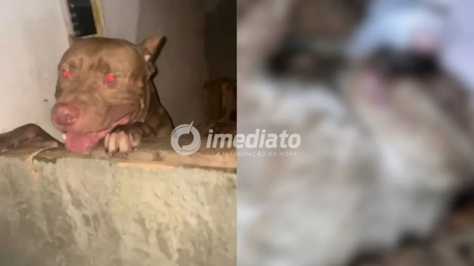VEJA VÍDEO: Gata grávida morre após ser atacada por pitbull em vila no bairro Tancredo Neves; protetora de animais denuncia omissão de tutores