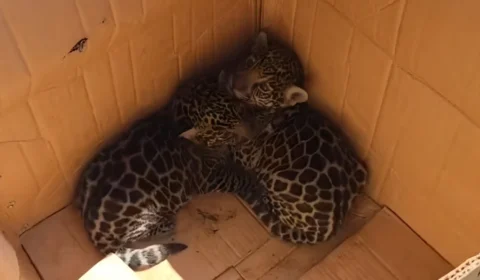 Dois filhotes de onça são resgatados em área de mata e encaminhados para tratamento em Manaus