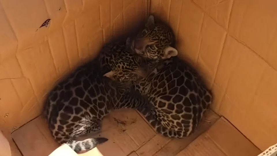 Dois filhotes de onça são resgatados em área de mata e encaminhados para tratamento em Manaus