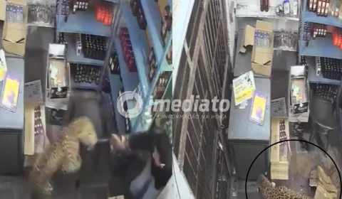 VEJA: Vídeo mostra leopardo invadindo loja de bebidas e atacando funcionário que “luta” com o animal